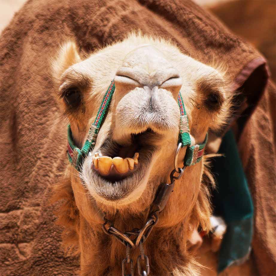 Breeze. TryBreeze. Breath spray. Nano-mist breath spray. Fresh breath spray. Probiotics. Minty breath freshener. Portable breath spray. Probiotic breath freshener. Instant fresh breath. Bad breath eliminator. Vegan breath spray. Breath spray for confidence. Nano-Atomization. Flavoured breath spray.